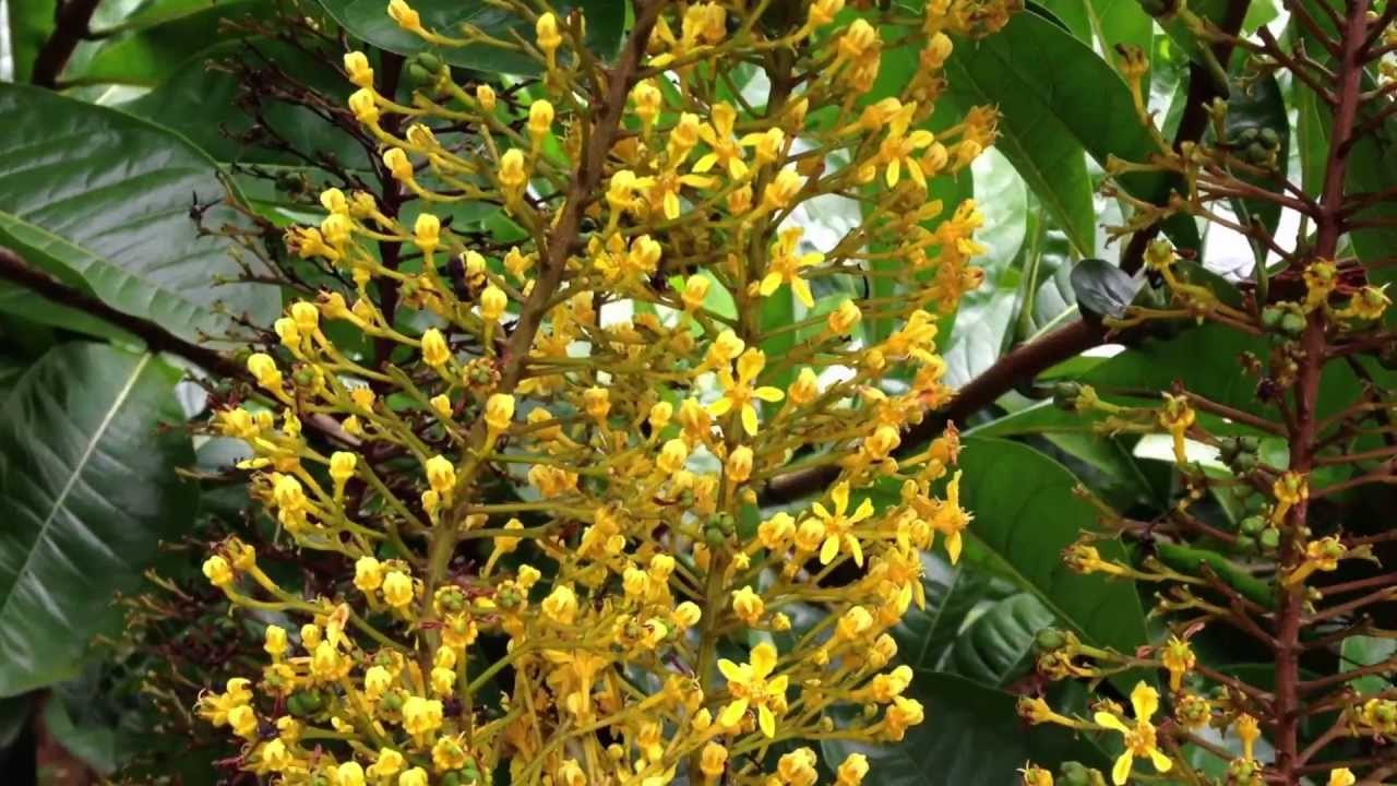 (Stingless Bee) Lebah Kelulut ambil nectar bunga lantern 银蜂采灯笼花蜜 by