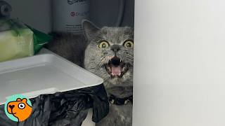 Loud Cat Argues With Man Every Day | Cuddle Buddies screenshot 4