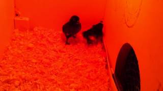 Black Sumatra chicks