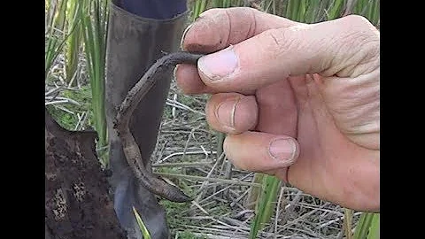 Поиск болотных червей Search for worms