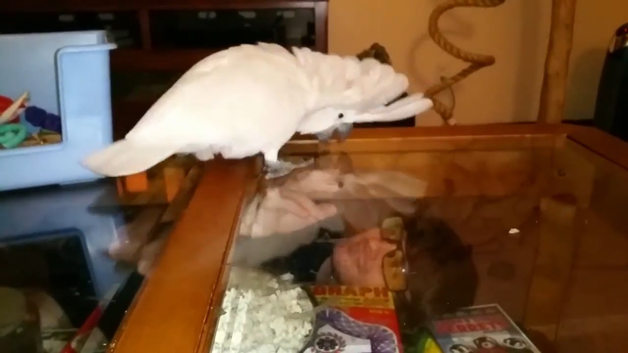 autism quotes Onni on the glass table with Sean