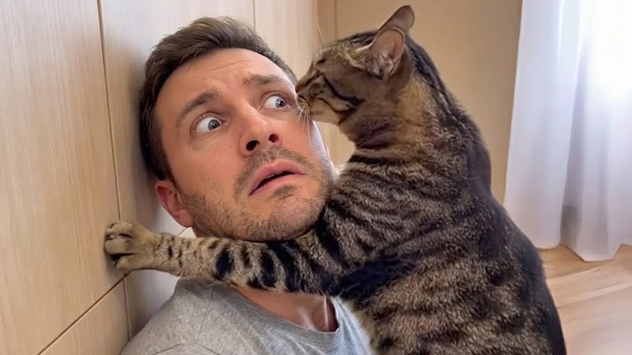 You Will Die Laughing At These Animals 😹🐶 The Funniest Cat & Dog Moments Compilation 🤣🐈🐱