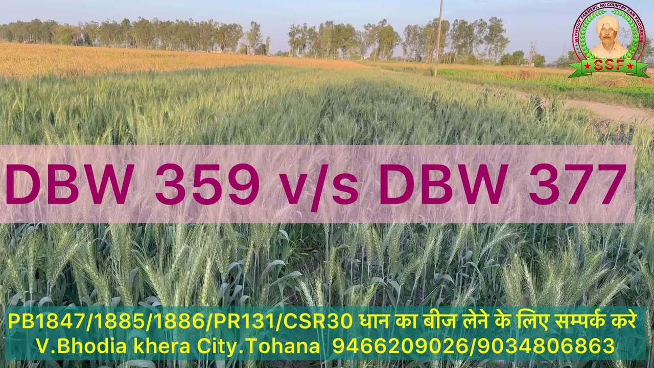 DBW359 vs DBW377(Karan Bold)new variety 