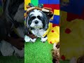 Wiggles Waggles and Waffles are the Dogs of Disney #FamilyFun #FunnyDogs #DogsOfDisney
