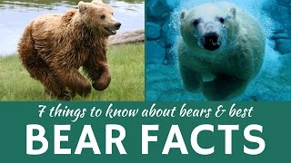 Bears: 7 Facts about Wild Predators (Grizzly, Brown and Polar Bear)