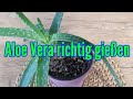 Aloe Vera gießen Echte Aloe Vera richtig gießen Darauf unbedingt achten bei der Wassergabe