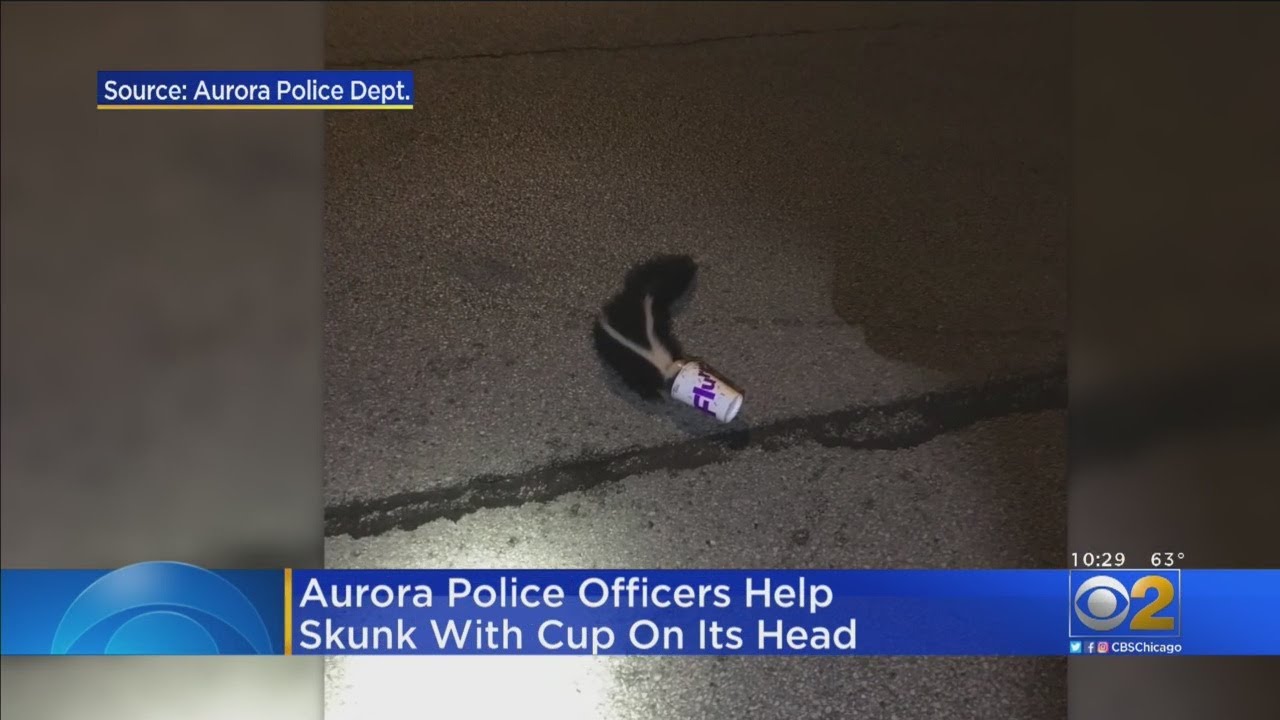 Aurora Police Rescue Snunk With Cup On Head... Again
