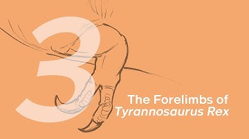 03 The Forelimbs of T. rex | Join ZHAO Chuang in Drawing Wilson the Tyrannosaurus rex