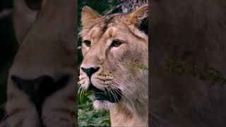 3 Adorable Lion Cubs 🦁🦁🦁 #lions #wildlife #nature #protectourwildlife