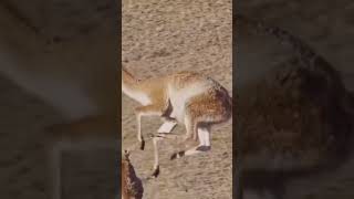 La Caza del Puma andino en los Andes de Sudamérica #viral #caza #puma #guanaco #guanacos #wildlife