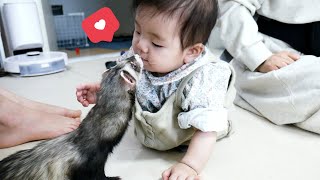 The ferret and cat's reaction: when they first saw a human baby.