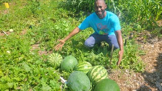 Watermelon Harvesting Time! Are they Ready? (A Cross pollinated Melon???)