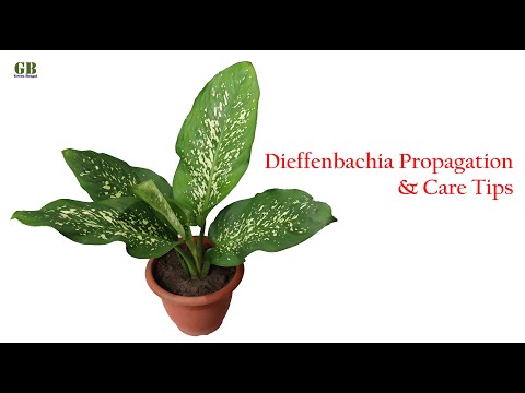 Dieffenbachia or Dumb Cane Propagation and Care Tips