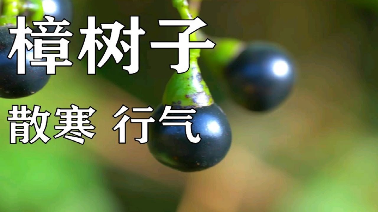 【樟树子】有人砍了樟树,被判刑!果实入药行气止痛 - YouTube