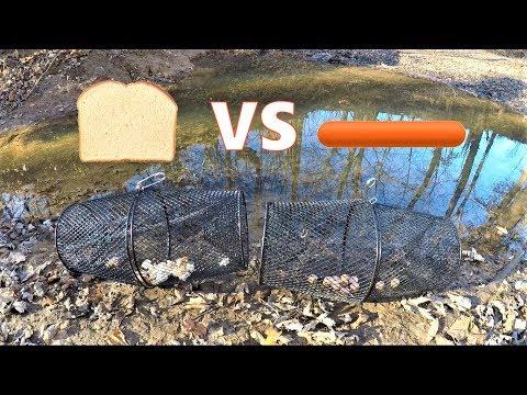 BEST Minnow Trap Bait - BREAD vs HOT DOG (which catches more