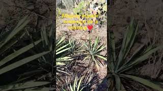 maguey espadin de la mixteca #maguey #mezcalartesanal #mixtecaoaxaqueña #mexico #natural #molcajete