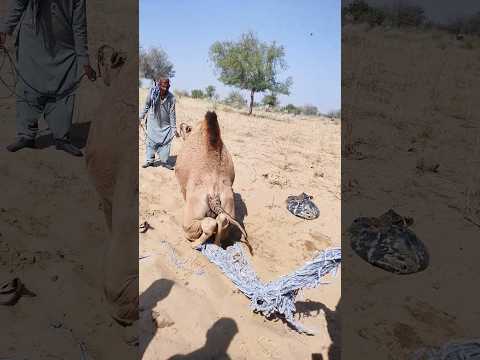 هذا المشهد الخلاب هو فضل لسلالة الجمال الجميلة التي جالسة فوق أرض الصحراء بجمال