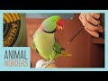 Training Our Alexandrine Parakeet