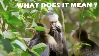 The Only Species In The World To Do This. Why Are They Doing This?