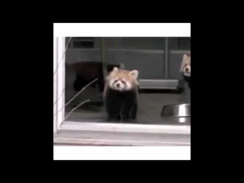 YouTubeでWhat happens when someone sneaks up behind you #FF 1を視聴