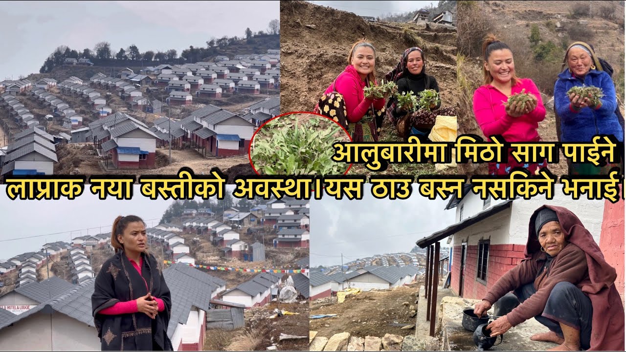 लाप्राक नया बस्तीमा प्राय लाप्राकी नबस्नुको कारण यस्तो । आलुबारीमा पाईने  मिठो सागको खोजिमा