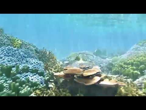 3D Cartoon Underwater Coral Reef Hab, an Environmental 3D Model by NOMODOL (Thumbnail 4 of 24)