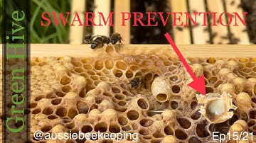 Aussie Bee Keeping - So Many Queen Cells - Swarm Prevention - Green Hive 9th October 2021
