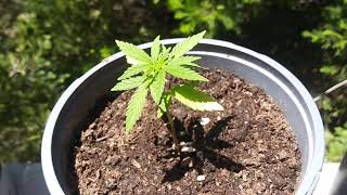 Kush, cheese, and wild Thailand plants 6 weeks old. (Beginner grower)