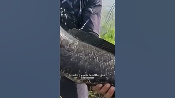 Khung Cảnh Mờ Ảo Câu Được Cá Lóc Cực Khủng! #fishing #amazing #cauca365 #short