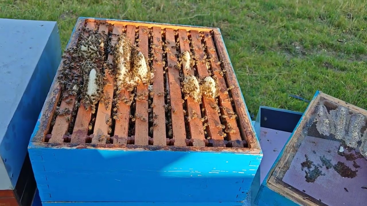 Livadski med-dodavanje nastavaka na košnice!