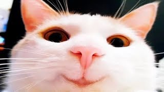 Funny Animals - Funny Animals Compilation July 2017