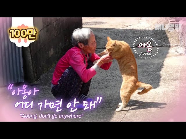 할머니의 지나친 손주 사랑 ㅣ Grandmas Mega Love For Her Grandchild, Cat