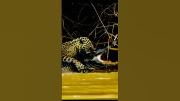 Leopard Vs Alligator #wildlife #animals #youtubeshorts #youtube #ytshorts #trending