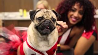 Doug The Pug - Special Guest At A Chicago Bulls Game
