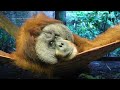 Saving the Sumatran orang utan bloodline: Rare C-section surgery to deliver baby in Singapore
