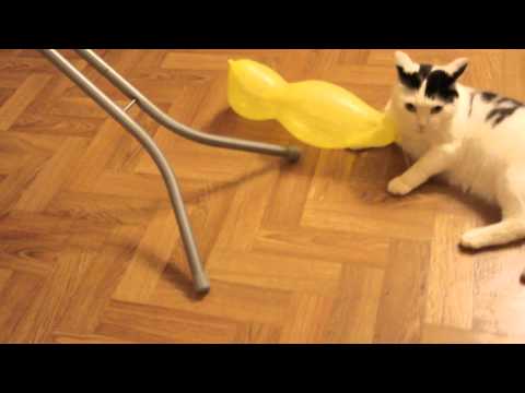 Пошутил над котом