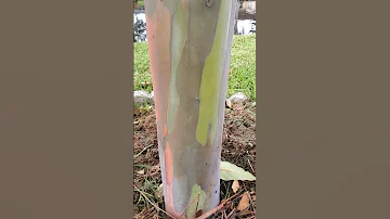 Rainbow Eucalyptus........