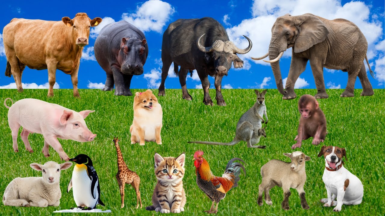 🎶 Farm Animal Sounds 🐄🐶🐐🐱 | Relaxing Rural Life Ambience