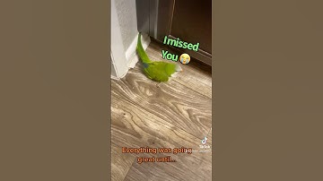 Conversation with Quaker parrot