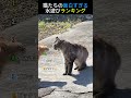 猫たちの面白すぎる水遊びランキング😹TOP6