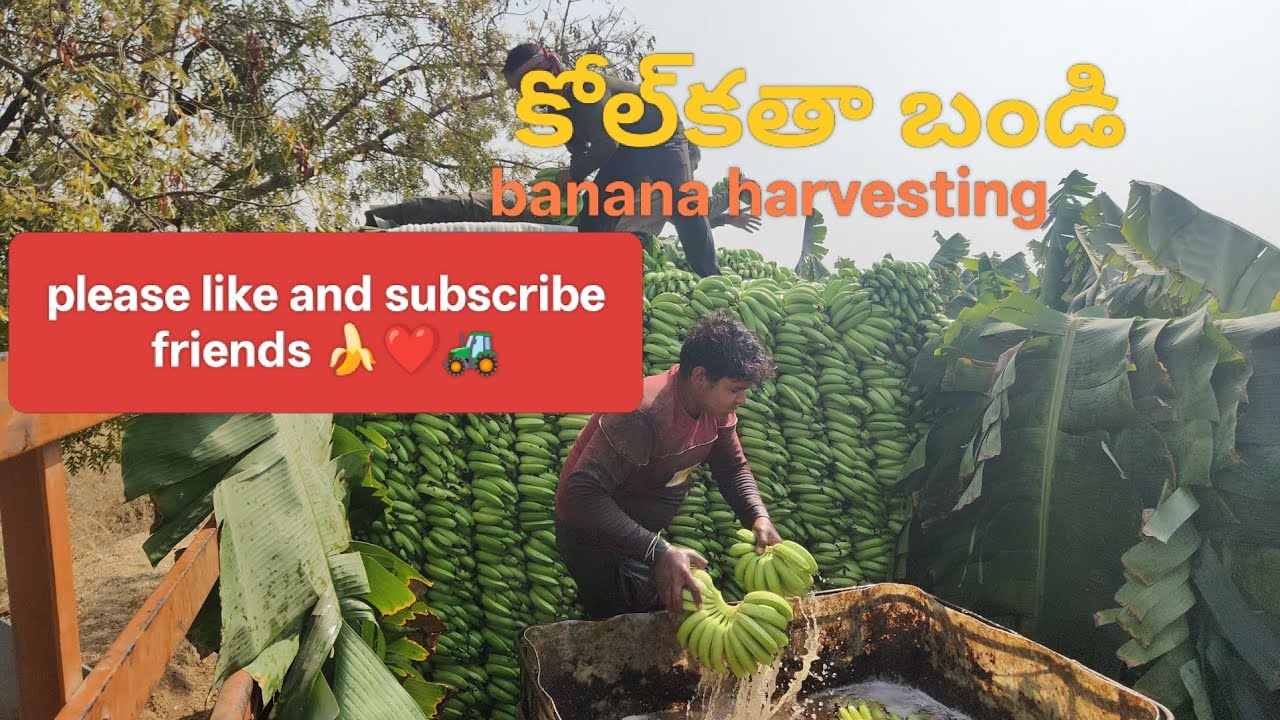 Today banana harvesting#kolkata#export#location#farming
