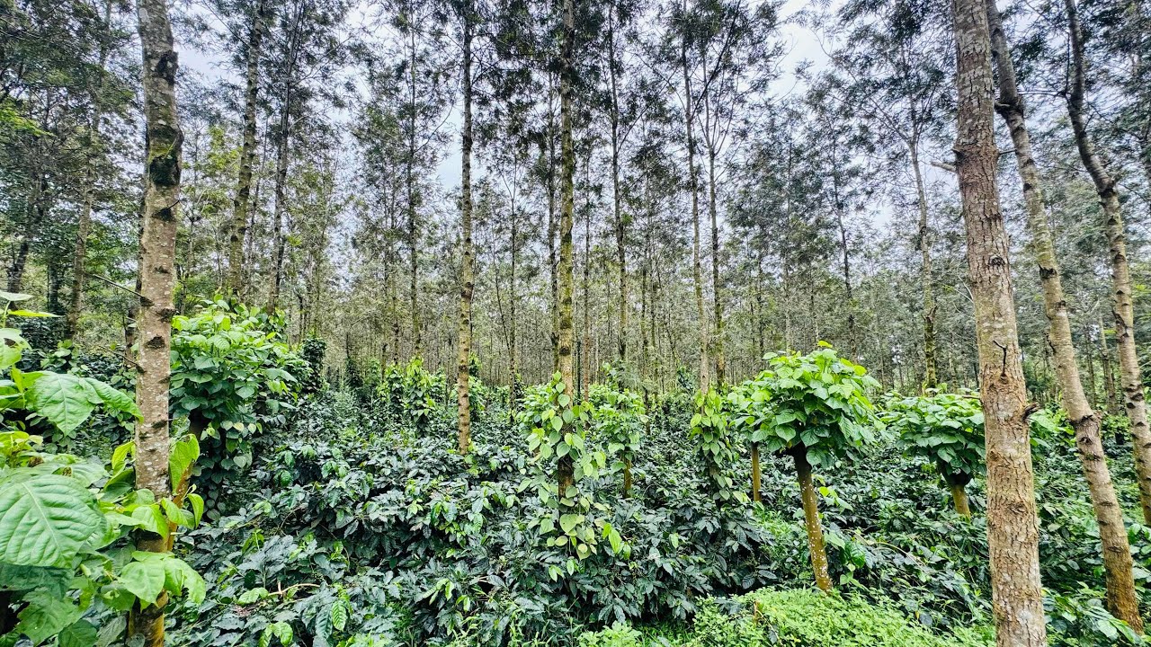 2 acres well maintained coffee estate for sale inbetween Sakleshpur Hassan 🌱