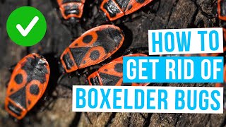 How to GET RID OF BOXELDER BUGS remedies