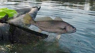 Jew Fishing Australia - Zerek Tango Shad
