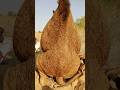 الرقص الجميل للجمل في الغابة وصوته المليء بالحب ومنظر فاتن Shorts جمل الصحراء Animallovers 