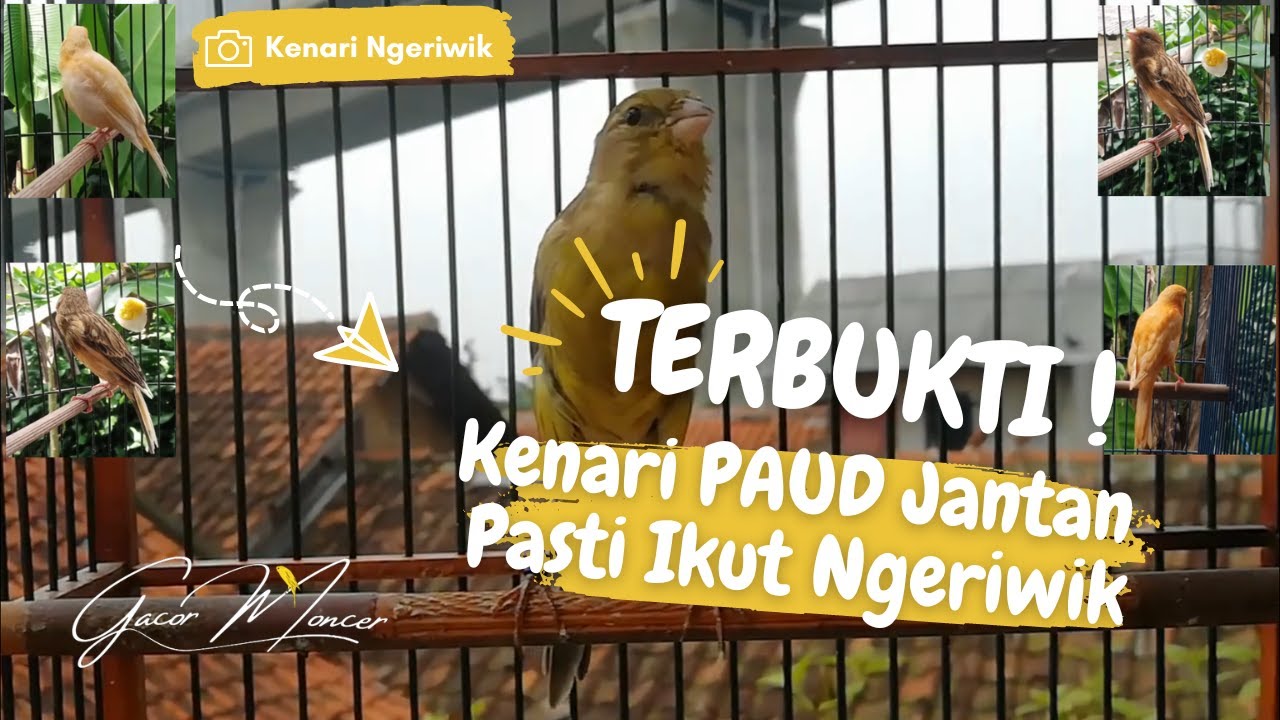 TERBUKTI AMPUH ❗ Kenari PAUD PASTI Ikut Bunyi | Suara Pancingan KENARI PAUD Belajar BUNYI Ngeriwik
