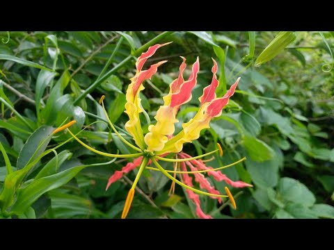 Video: Květina „Gloriosa“„Gloriosa“- Plamenná Lilie