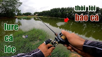 Câu Lure Cá Lóc ● Cách Chọn Mồi Giả Câu Cá Lóc Mùa Nước Nổi Hiệu Quả | Tâm Râu Vlog #149