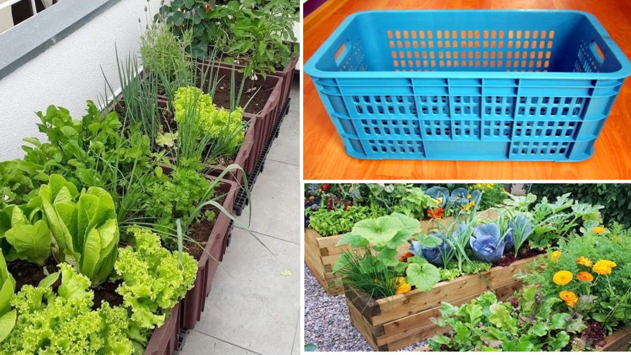 زراعة الأسطح بكل سهولة وبدون التكاليف  !! #الزراعة_المنزلية