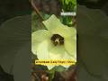 വെണ്ടക്ക (Lady Finger / Okra)#okra #vegetables #health #healthtips #ladyfinger #garden #plants